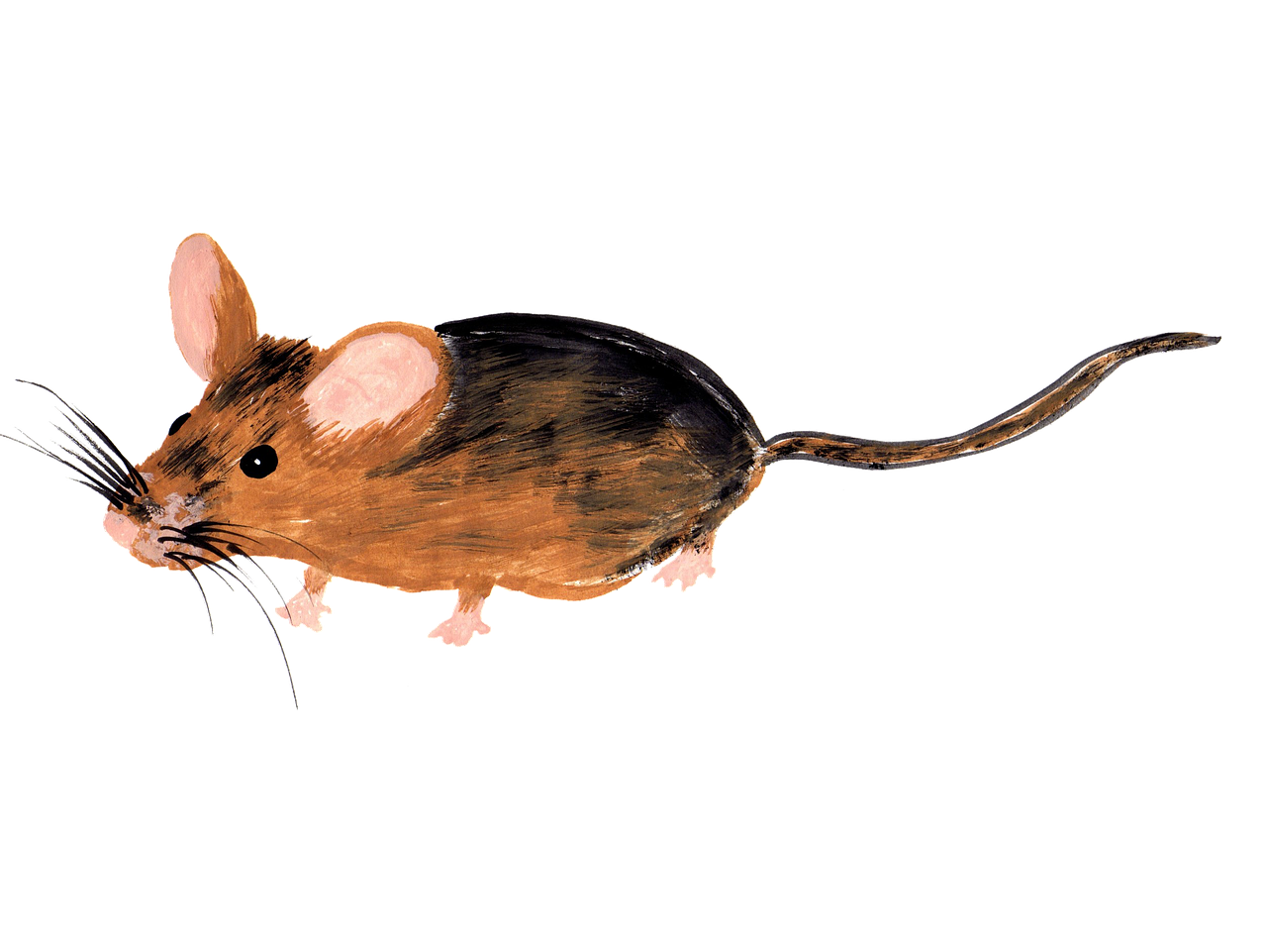 Obrazek z myszką